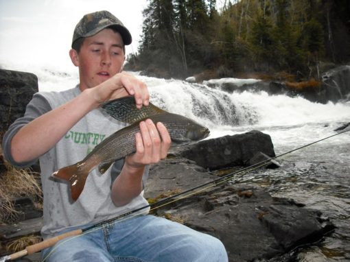 grayling arctic hearne